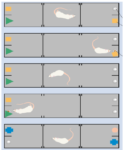 <p>Only loss of the rhinal cortex in rats showed deficits in object recognition</p>