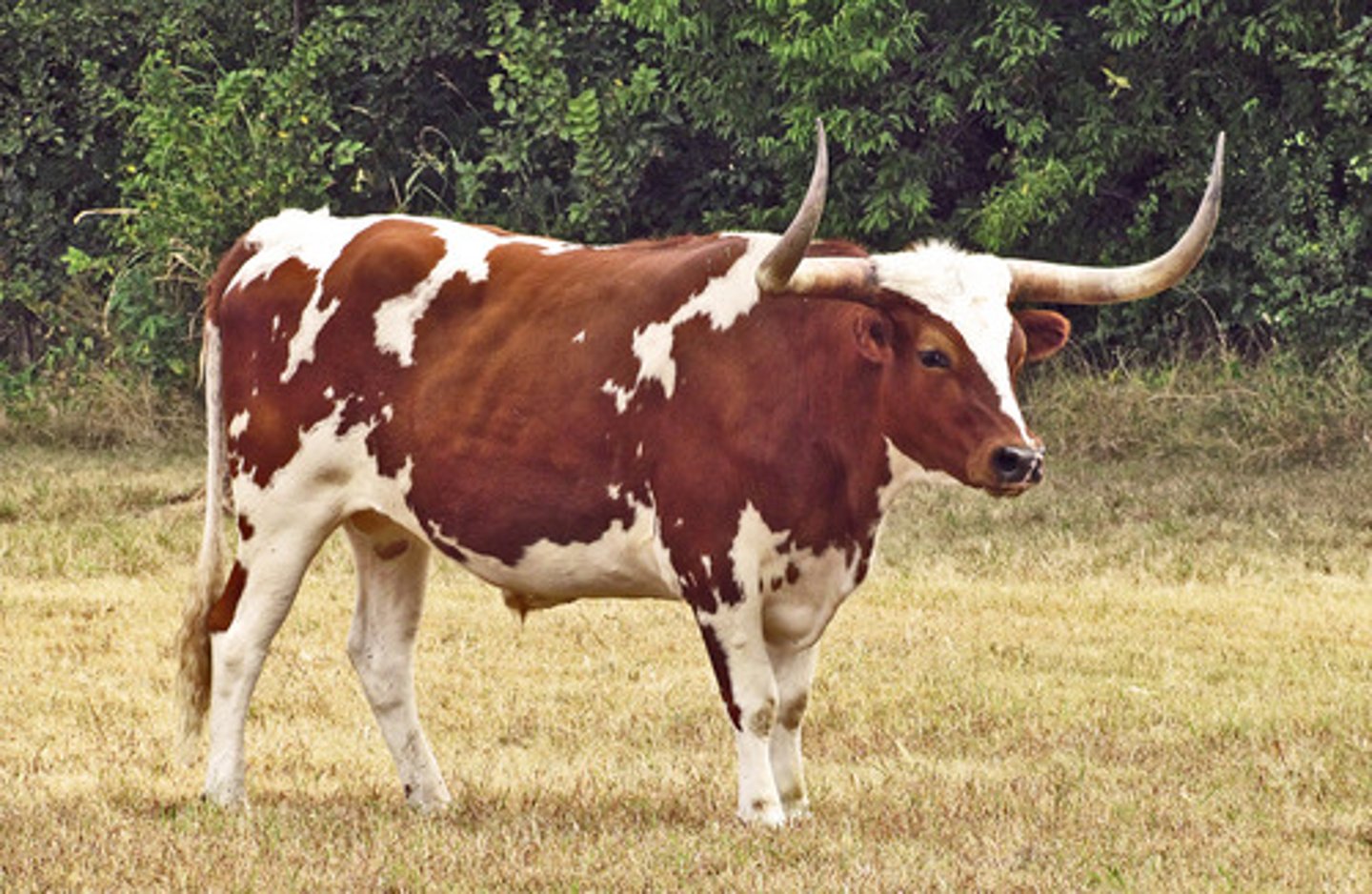 <p>- Originated in the US, derived from Crillio cattle that were left feral from Spanish explorers</p><p>- Maternal breed</p><p>- Moderate to small in size</p><p>- Colored with various levels of white, red, and black mixing</p><p>- Very long and distinguished horns</p><p>- Durable in tough environmental conditions</p><p>- Easy to calve</p>