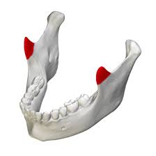 <p>Two sharp points on the mandible </p>