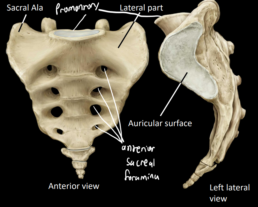 <p><strong>auricular surface</strong> - articulates with pelvis</p><p><strong>enlarged lateral part</strong></p><ul><li><p>superior part = sacral ala</p></li></ul><p><strong>promontory</strong> - articulates and supports L5</p><p><strong>anterior sacral foramina</strong> - convey ventral rami for sacral nerves</p><p> </p>