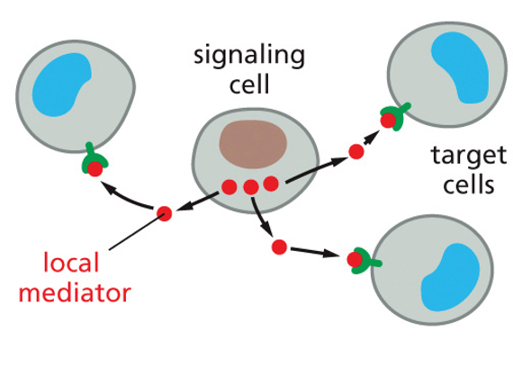 type of signal that is localized to a group of cells and travels through extracellular fluid 