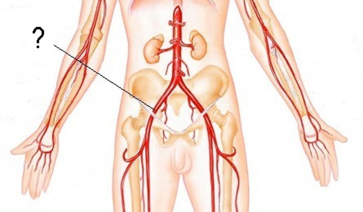 <p>Area supplied: Pelvis, posterior abdominal wall, perineum, and lower limb</p><p>Terminal branch: External and internal iliac arteries</p><p>Relationship: Terminal branches of the abdominal aorta</p>