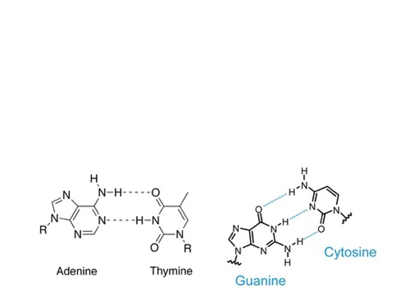 <p>Two hydrogen bonds.</p>
