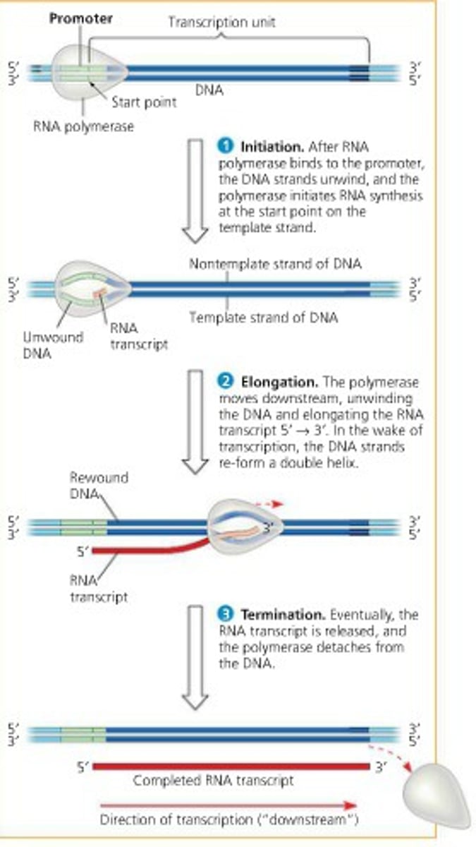 <p>-RNA polymerase II unwinds the double helix<br>-RNA polymerase II adds complementary base pairs to DNA template strand<br>-As elongation occurs, completed portions of mRNA are released</p>