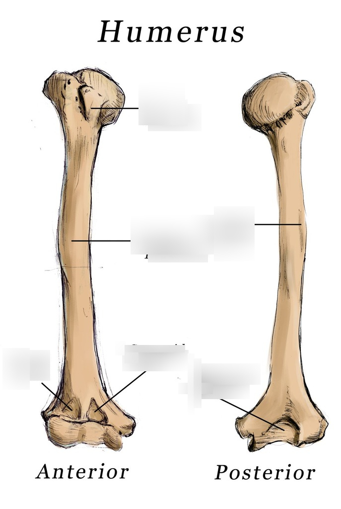 <p>humerus</p>