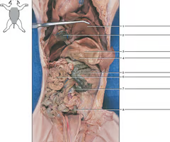 <p>What is structure #3? What’s it function? </p>