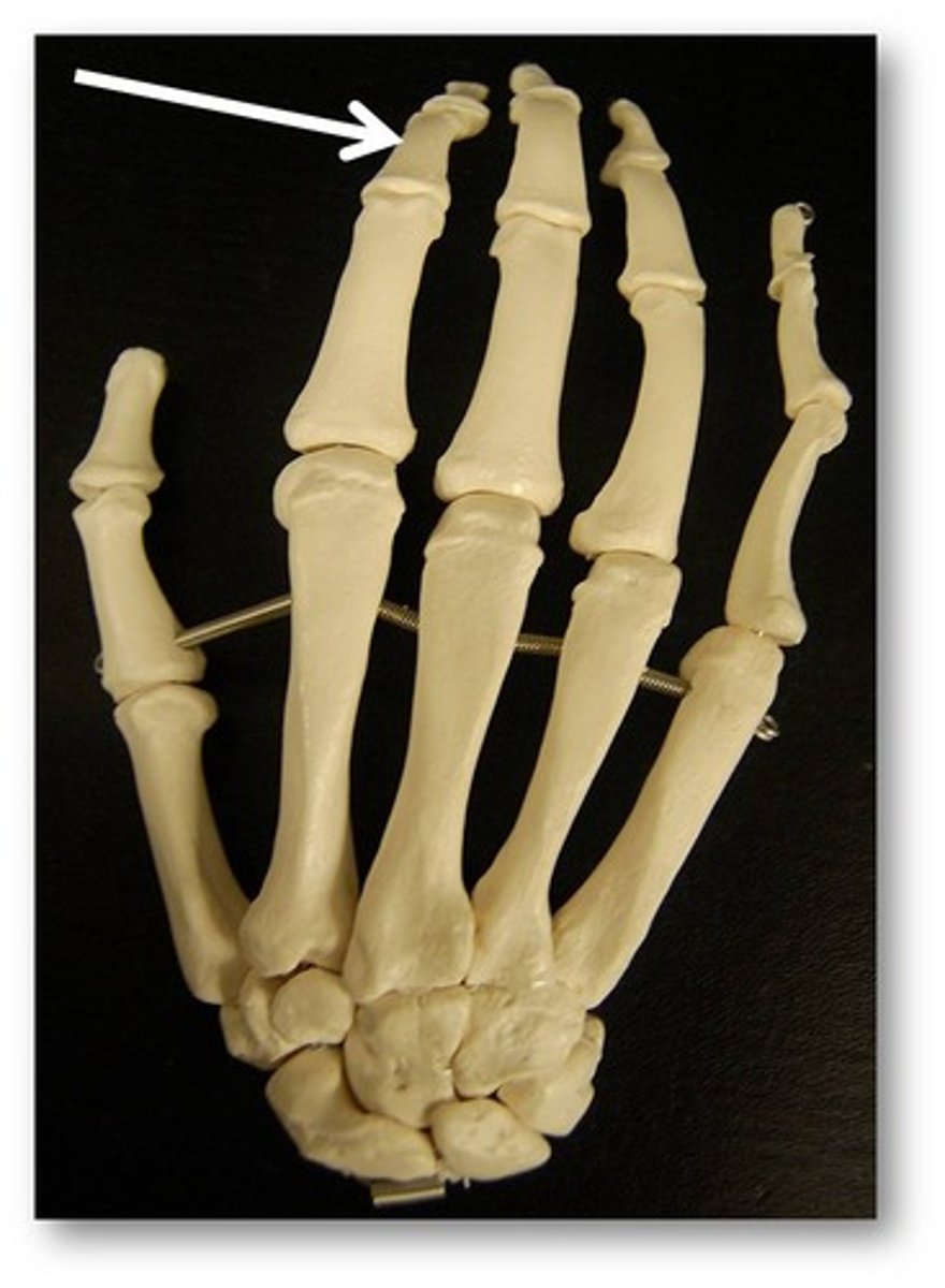 <p>Name the BONE</p>