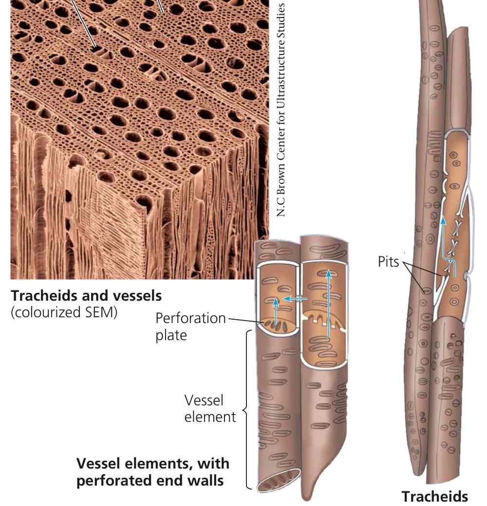 <p>Vascular tissue conducting water and dissolved minerals upward from root to shoot. Cells are not alive at functional maturity.</p>