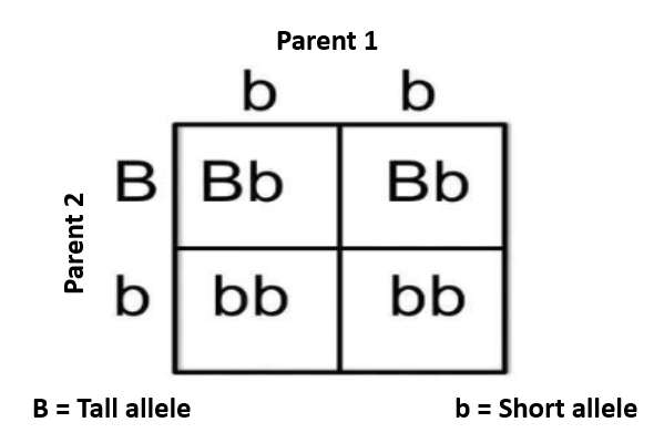 <p><strong>Label both parents with either heterozygous or homozygous + state the probability the offspring will be tall + short</strong></p>