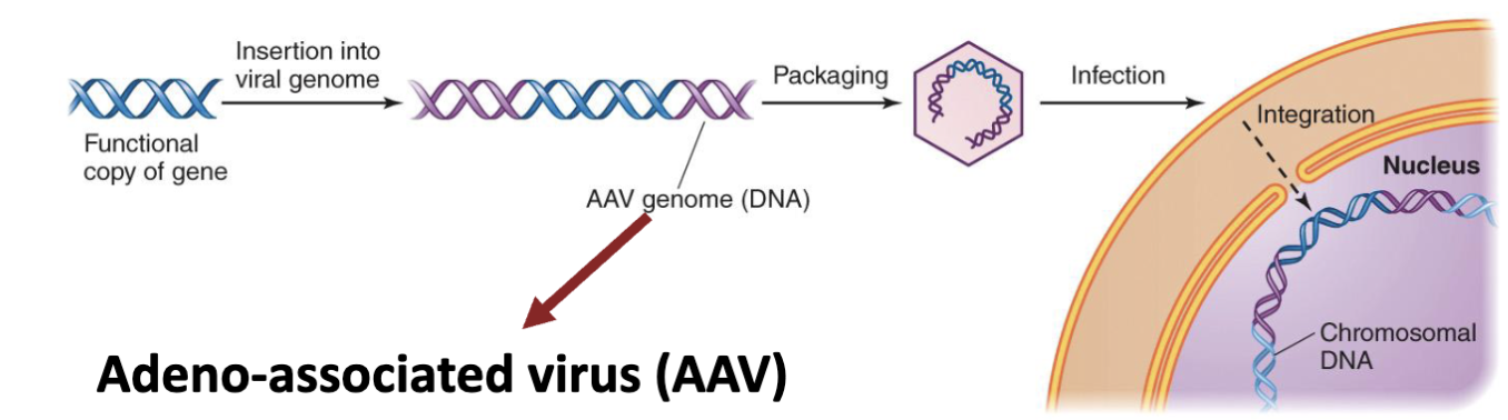 <ul><li><p>Unsurprisingly, virology and medicine are closely involved.</p></li><li><p>Virology examines cancer-causing <strong><em>oncoviruses</em></strong>.</p></li><li><p>Virology examines cancer-destroying <strong><em>oncolytic viruses</em></strong>.</p></li><li><p>Viruses can even be exploited to <strong><em>deliver working copies</em></strong> of genes to replace damaged versions (<strong><em>gene therapy,</em></strong> experimental)</p></li></ul><p></p>