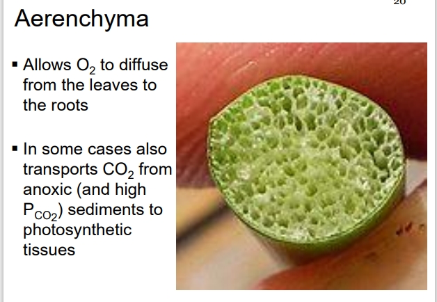 <ul><li><p>Some aquatic plants develop <strong>Aerenchyma</strong> structures (tubular formations of air-filled tissues) that facilitate gas exchange between submerged tissues and above-water tissues.</p><ul><li><p>Aerenchyma provide mechanical support, buoyancy, and reduce resistance to gas diffusion in fluid environments where oxygen availability is often limited.</p></li><li><p>Gas exchange within aerenchyma is primarily through diffusion, although in some cases, pressure-driven convection currents (ventilated systems) may assist, especially in larger plants.</p></li></ul></li></ul><p></p>