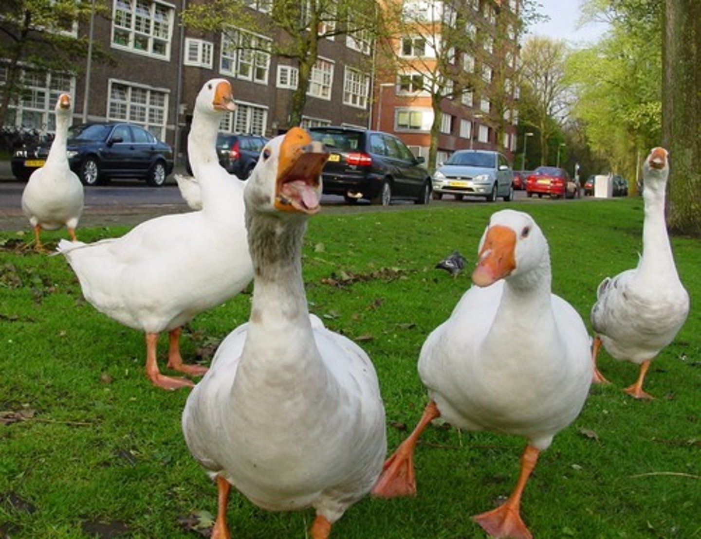 <p>goose</p>