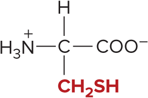 <p>Cysteine </p>