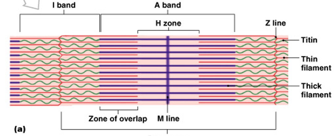 <p>What is the smallest functional units of muscle (contractile units)?</p>