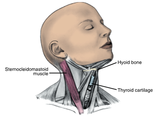 <ul><li><p>extend from the skull and lower jaw down to the clavicles and sternum</p></li><li><p>sternocleidomastoid muscle (SCM) is easily palpated on each side with the bordered dividing the neck into posterior and anterior regions</p></li></ul><p></p>