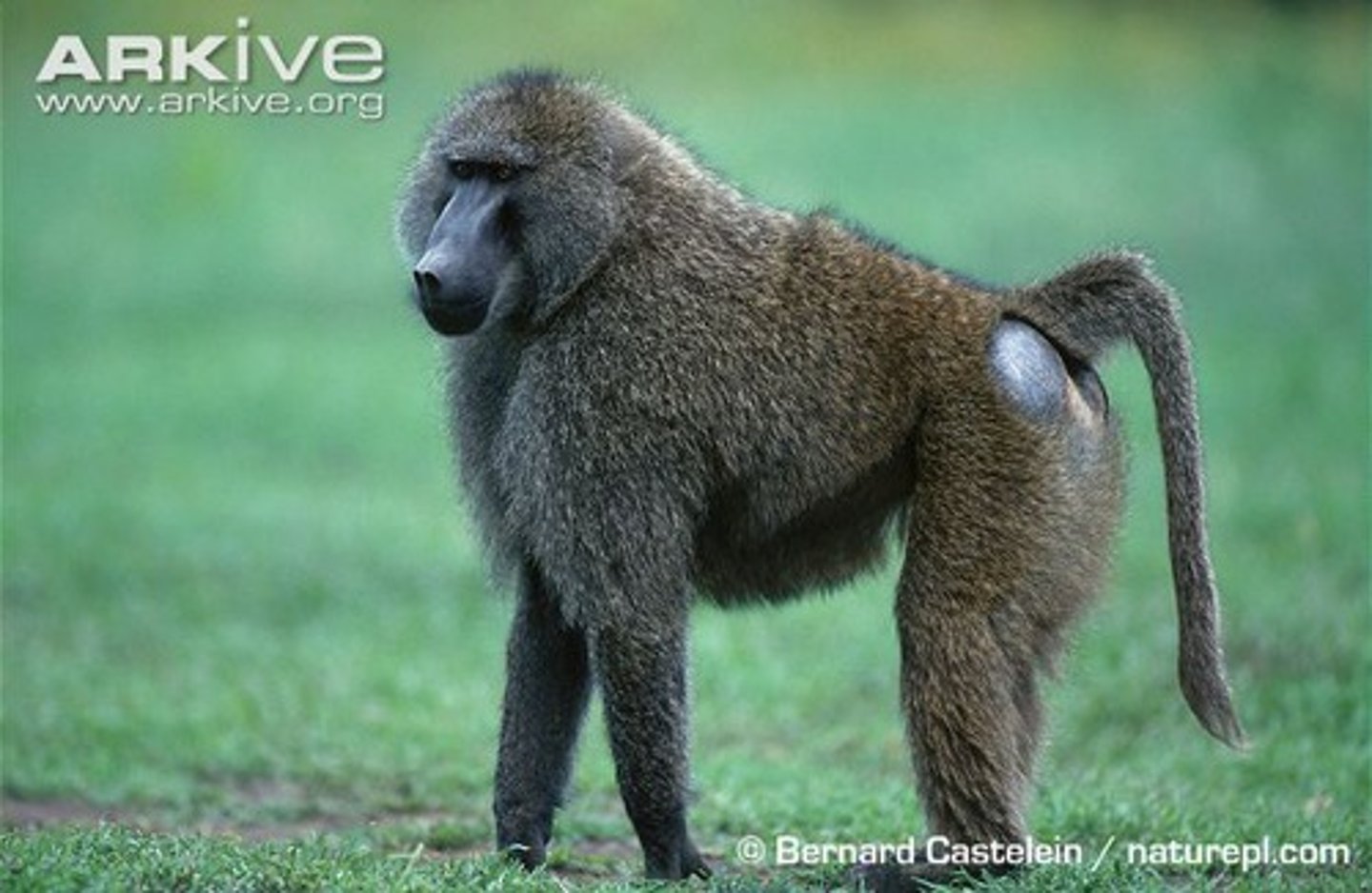 <p>olive baboon</p>