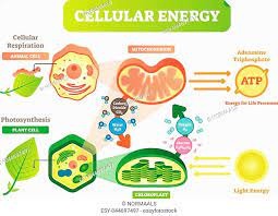 ~ Cells get energy from glucose
~ Plants store excess glucose as starch - when glucose is needed the starch is broken down