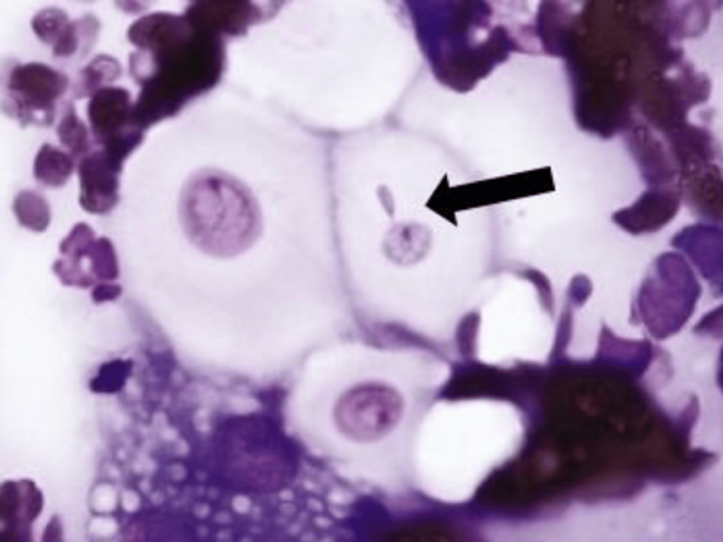 <p>Identify the organism and the size?</p>