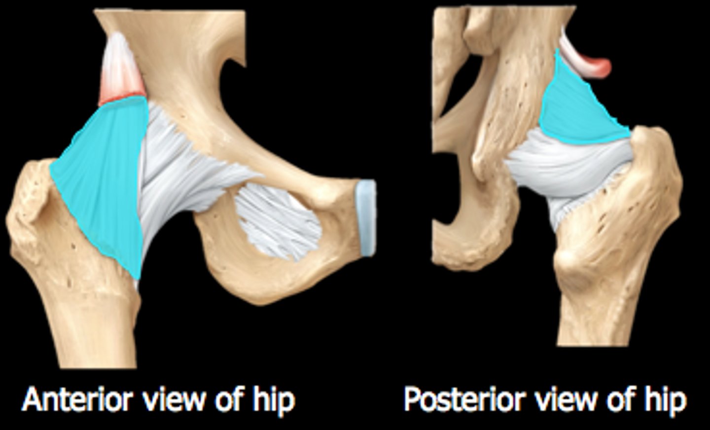 <p>- resists anterior displacement of the hip and prevents hyperextension</p><p>- strongest ligament in the body</p>