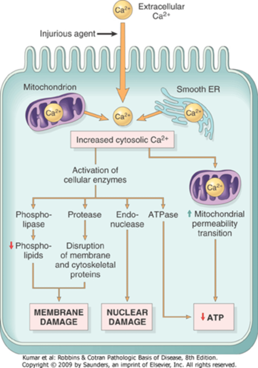 <p>proteases: break down both membrane and cytoskeletal proteins</p><p>endonucleases: responsible for DNA and chromatin fragmentation</p><p>ATPases: speed up ATP depletion</p>