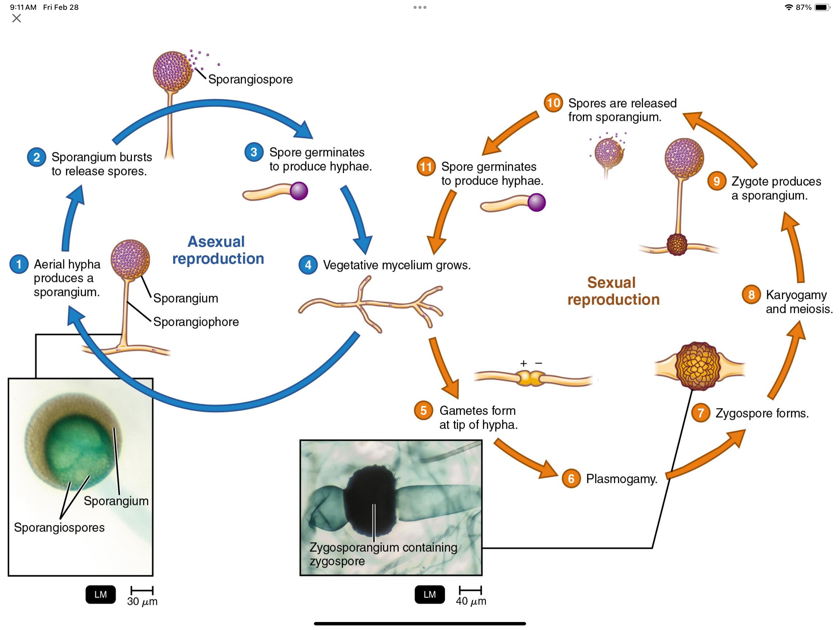 <p>Think dandelion in for how this works, a cell builds up a ton of small sporeium and then bursts. Then these small sporeiums then go some where far to recreate a similar structure to their parents </p>