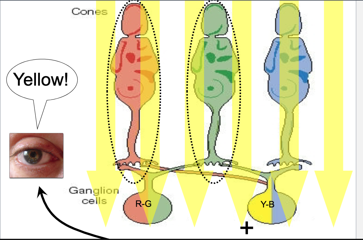 <ul><li><p>Yellow light- activates red and green cones -&gt; red/green ganglion cell signals cancel each other out, yellow/blue ganglion cell excited -&gt; interprets as yellow&nbsp;</p></li></ul>