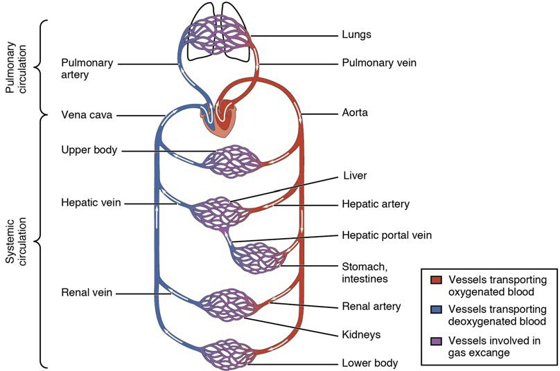 direction of blood flow