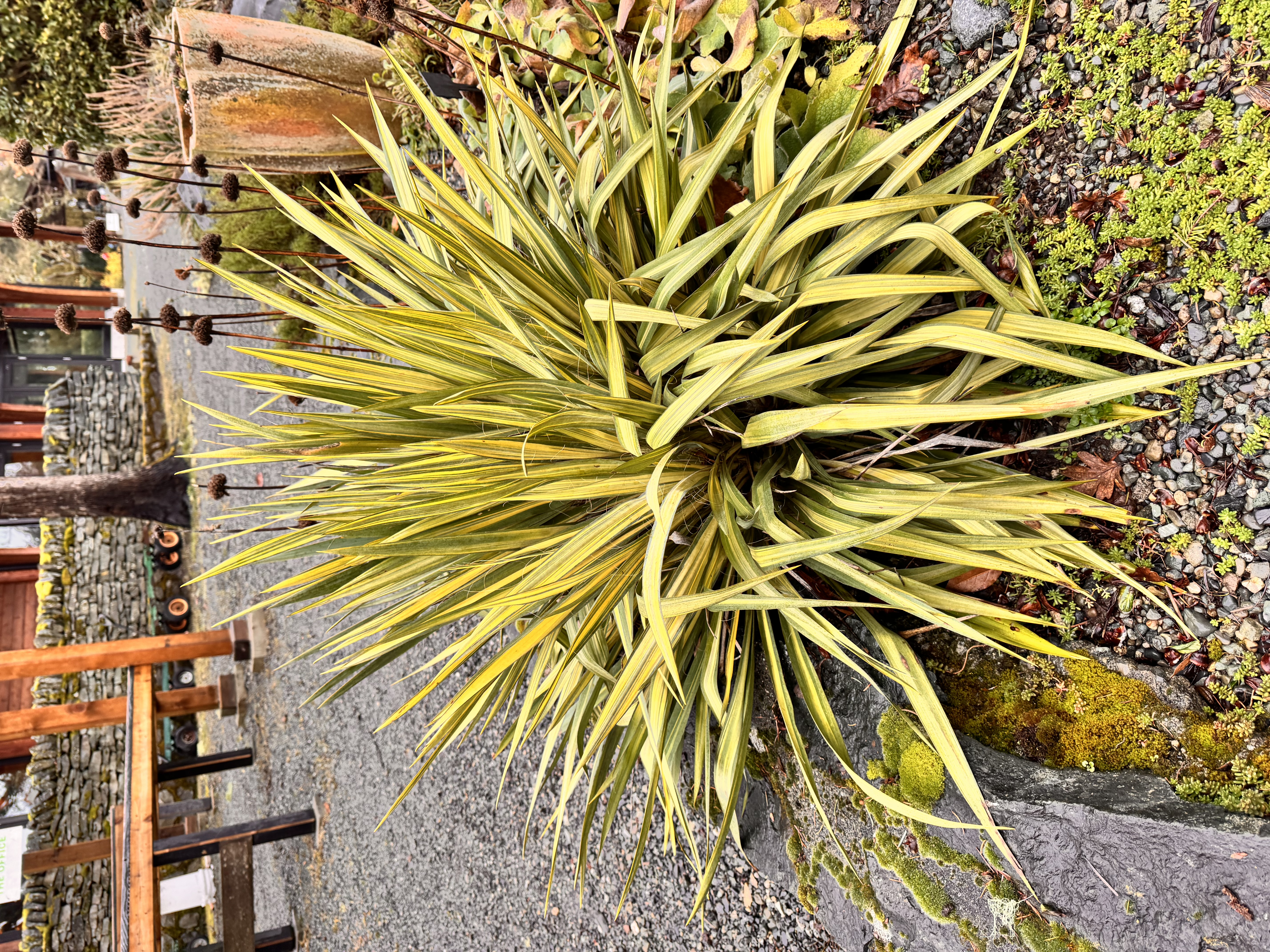 <p>“Yucca”</p>