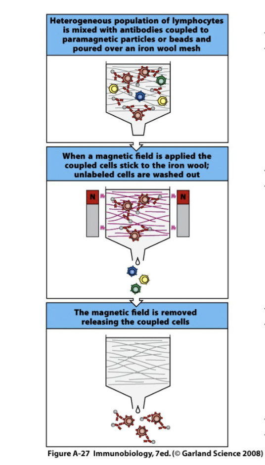 <ul><li><p><span><span> A mouse monoclonal antibody specific for a particular cell-surface molecule is coupled to paramagnetic particles or beads. It is mixed with a heterogeneous population of lymphocytes and poured over an iron wool mesh in a column.</span></span></p></li><li><p><span><span>A magnetic field is applied so that the antibody-bound cells stick to the iron wool while cells which have not bound antibody are washed out; these cells are said to be negatively selected for lack of the molecule in question.</span></span></p></li><li><p><span><span>The bound cells are released by removing the magnetic field; they are so called positively selected for presence of the antigen recognized by</span><span><br></span><span>the antibody.</span></span></p></li><li><p><span><span>Purity: 85-95%</span></span></p></li></ul><p>can use negative of positive fragment</p>