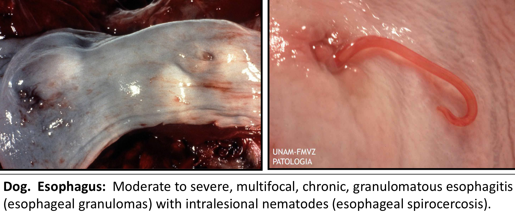 <ul><li><p>Spirocerca Lupi</p><ul><li><p>Chronic granulomatous esophagitis</p></li></ul></li></ul><p></p>