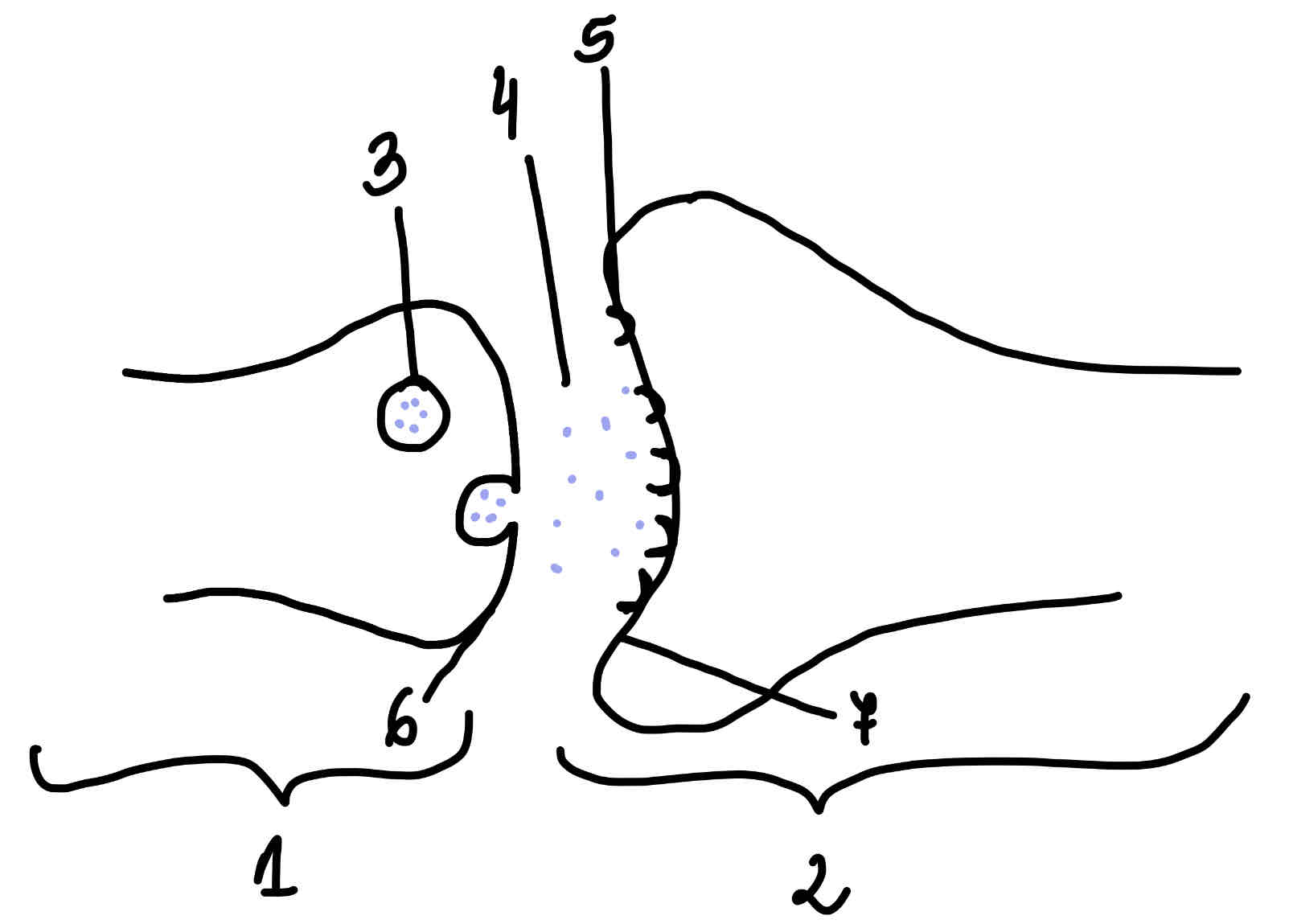<p>Podpisz budowę synapsy chemicznej.</p>