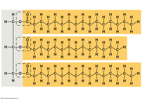 <p>3 fatty acids bonded to a glycerol with an ester linkage. Long term energy storage in animals</p>