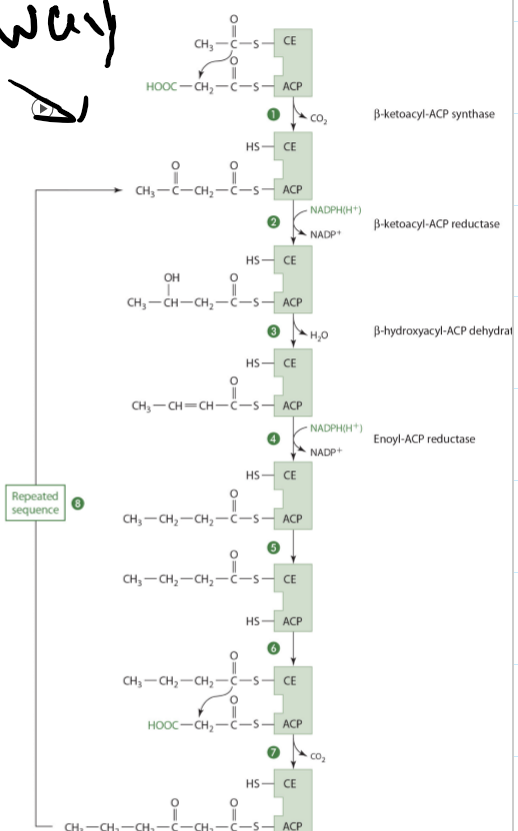 <ul><li><p>Condensation of acetyl CoA with activated CO2 to form malonyl-CoA</p><ul><li><p>needed for the repetitive addition of 2 carbons on fatty acid synthesis</p></li></ul></li><li><p>Malonyl-CoA binds with ACP and the condensing enzyme combines with acetyl CoA</p></li><li><p></p></li></ul>