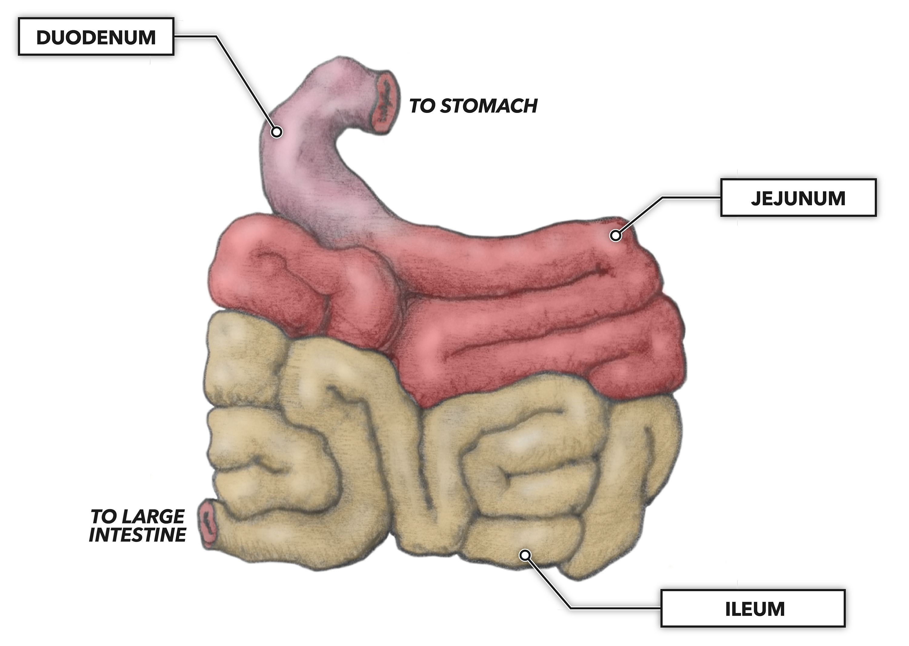 <p>jejunum</p>