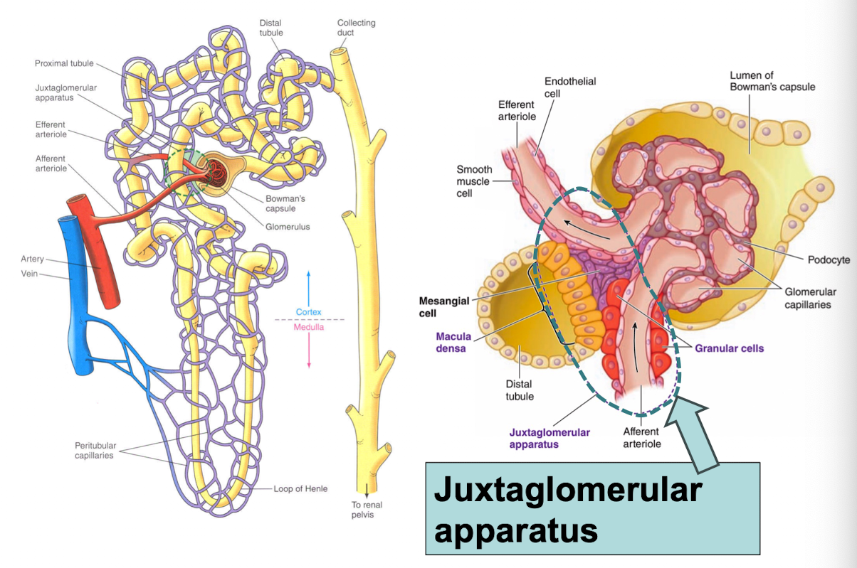 <p>region near the glomerulus where the tubule passes through the fork formed by the afferent and efferent arterioles</p>
