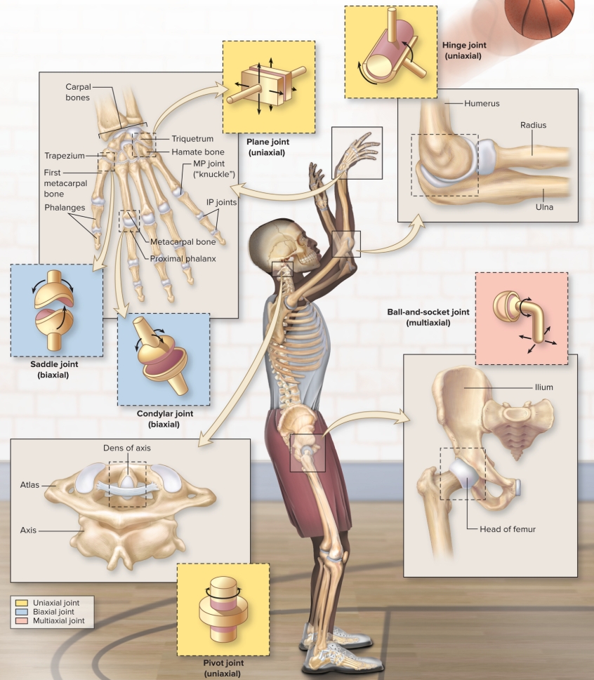 <p>What are the shape classifications?</p>