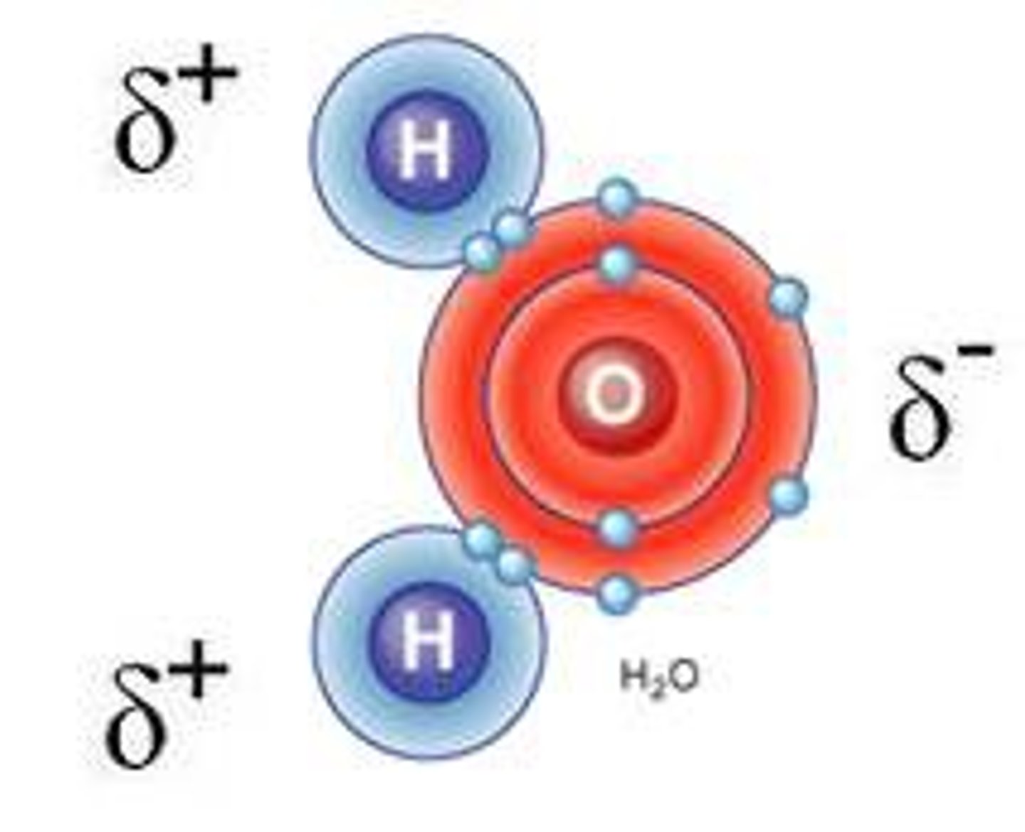 <p>A water molecule consists of 2 hydrogen and 1 oxygen atom, hence…H2O. Within a water molecule, electrons are shared through polar covalent bonding between the atoms.</p>