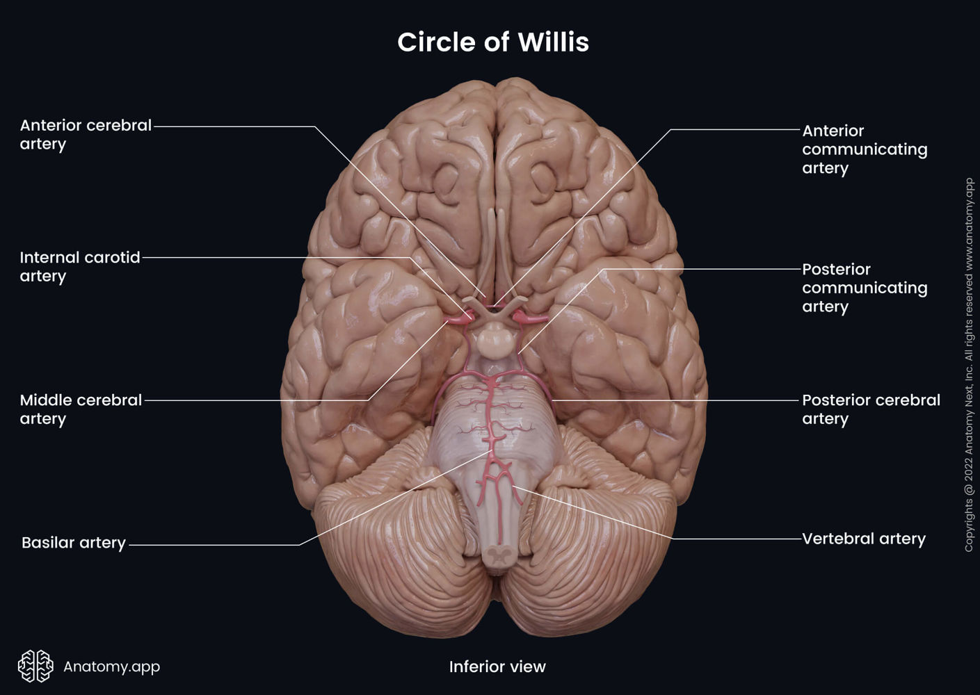 <p>Travels to lateral side of the brain, where it supplies oxygen (surface). Goes through lateral fissure.</p>