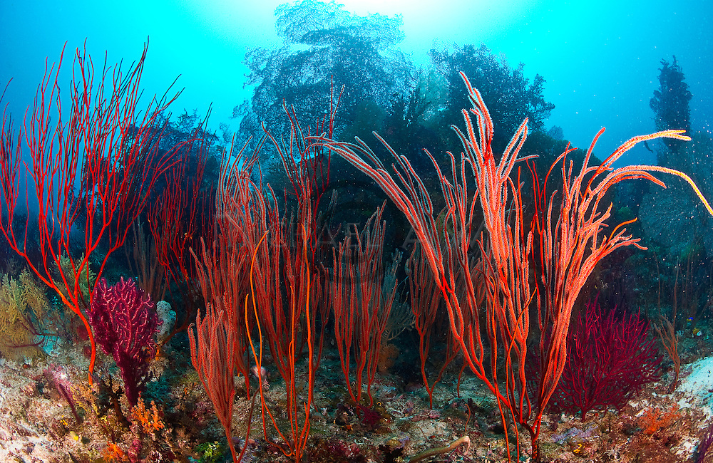 <p>Whip coral (<em>Leptogorgia</em>)</p>