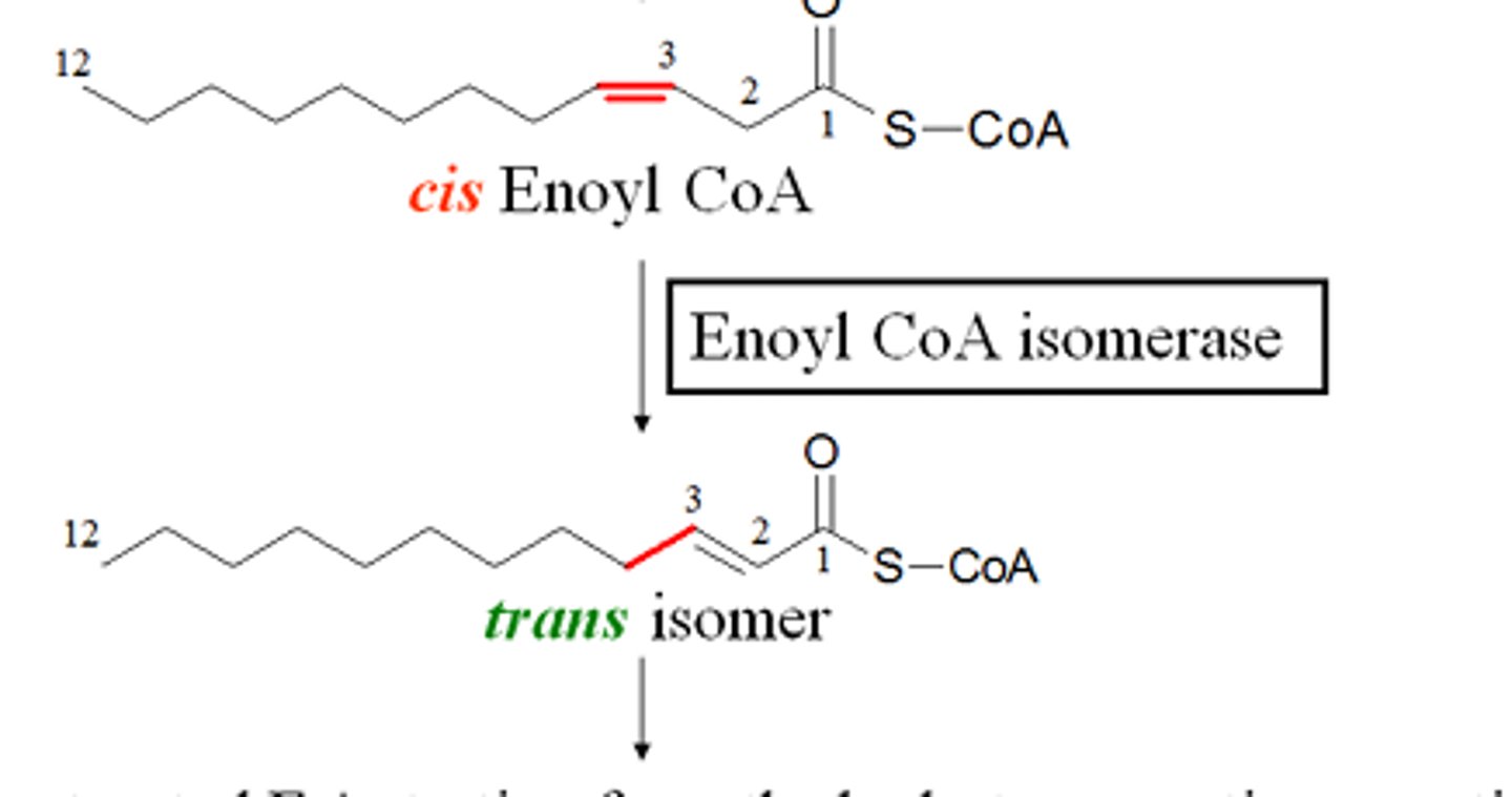 <p>Why is converting a double bond from cis to trans so important?</p>