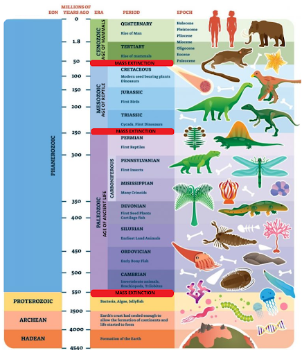 <ul><li><p>Paleozoic: Age of Ancient Life</p></li><li><p>Mesozoic: Age of Reptiles</p></li><li><p>Cenozoic: Age of Mammals (current)</p></li></ul>