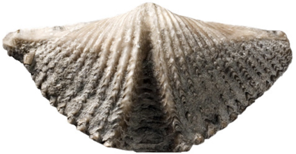 <ul>
<li>Complete Gut</li>
<li>CLOSED Circulatory System</li>
<li>Protected between two hinged valves (shells)</li>
<li>Shells of CaCO3</li>
</ul>