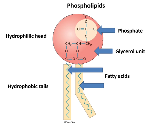 <p>Phospholipids</p><ul><li><p>hydrophillic head made up of phosphate group connect to a glycerol unit </p></li><li><p>hydrophobic tail - x2 fatty acids</p></li></ul><p></p>