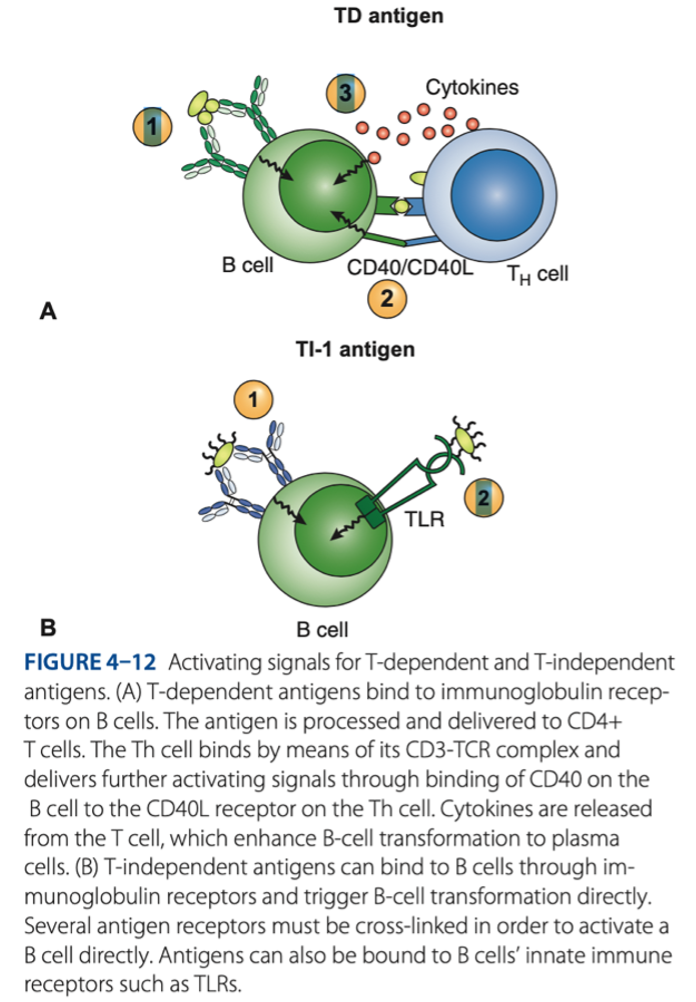 <p>•	Response to T-dependent antigens </p><p>•	Response to T-independent antigens </p><p></p>