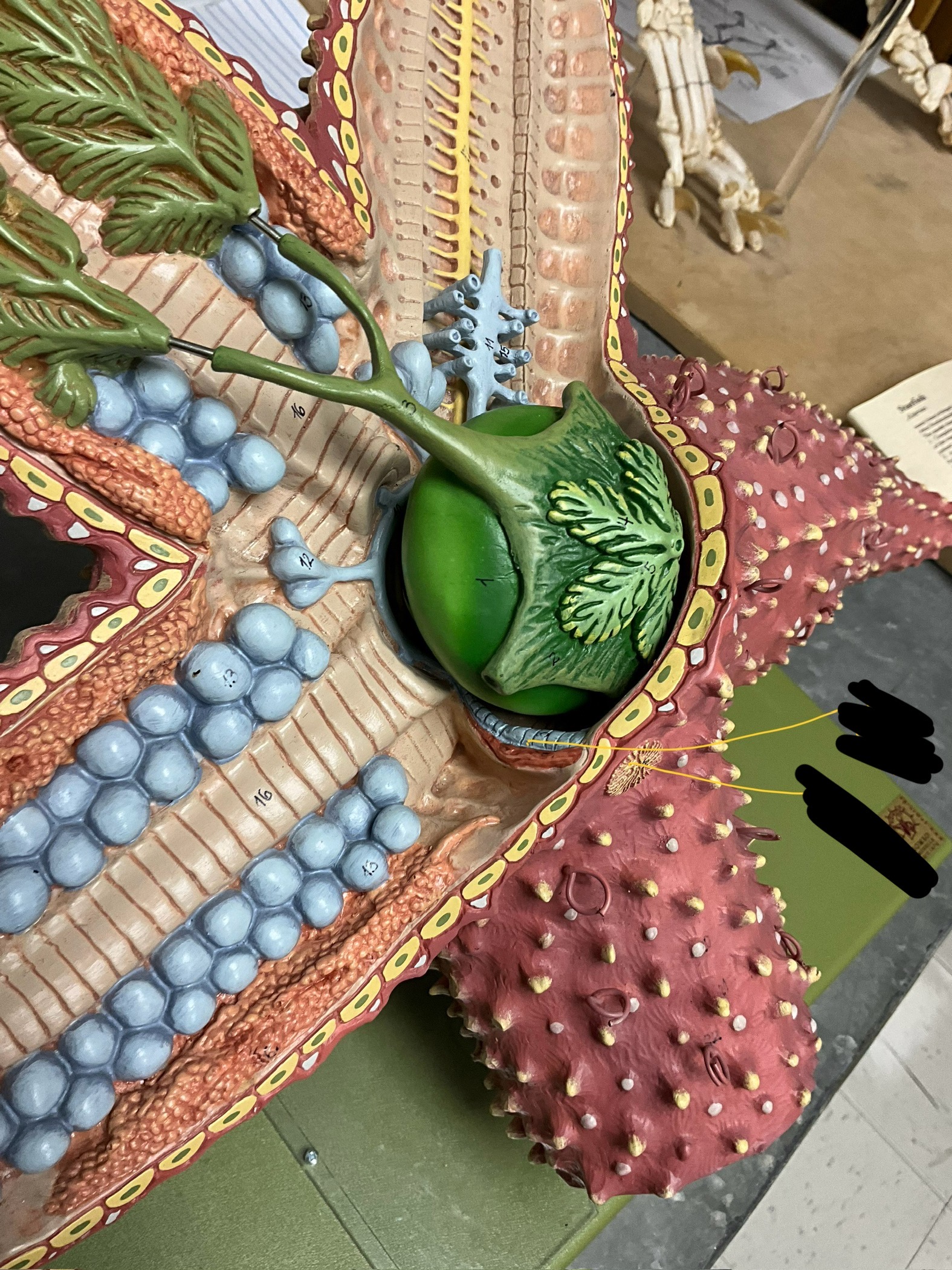 <p>label the crossed out sections</p>