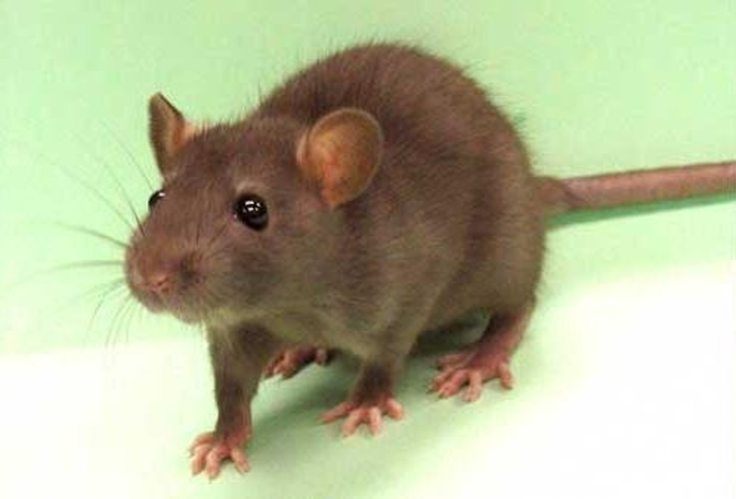 <p>A- investigate the role of acetylcholine in the formation of spatial memory using rats as the model organism.</p><p>M- 30 rats were placed in a maze and allowed to acclimate with food placed in a corner to reduce anxiety and familiarize them with the environment. After acclimatization, the rats were randomly assigned to one of two conditions:</p><p>One group received scopolamine injections, which block acetylcholine receptor sites, directly into the hippocampus.</p><p>The other group received saline injections (placebo) to control for the stress or biological impact of the injection process.Scopolamine is known to inhibit acetylcholine, a neurotransmitter believed to be involved in memory formation.To assess memory encoding, researchers compared the average number of errors made in the first five vs. last five trials on Day 1.Memory retrieval was assessed by comparing the first five trials of Day 2 with the last five of Day 1.</p><p>R- Rats injected with scopolamine made significantly more errors during the learning phase (Day 1), suggesting impairment in memory encoding. However, there was no significant difference in memory retrieval between the two groups on Day 2.</p><p>C- The findings suggest that acetylcholine plays a key role in the encoding of new spatial memories, but it may not significantly affect memory retrieval. The study demonstrates the importance of neurotransmitters in memory formation, particularly in the hippocampus.</p><p>Evaluation:</p><p>- controlled experiment with a placebo condition to avoid the effect of confounding (extraneous) variables.</p><p>-study can establish a cause-and-effect relationship;</p><p>-reductionist approach to understanding memory</p><p>- there are questions about the extent to which findings can be generalized to humans.</p>