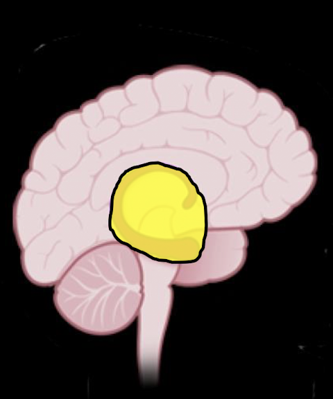 <ul><li><p><strong>(7 yrs to Teens)</strong></p></li><li><p>Filters and Interprets Interceptive Info taken by senses</p><ul><li><p>Sound, Smell, Taste, Sight, Touch (Autonomic Reg)</p></li></ul></li><li><p>Fx:</p><ul><li><p>Threat Decision Making</p><ul><li><p>Emotion and Empathy</p></li><li><p>Craving, Addiction, Desires</p></li></ul></li></ul></li></ul><p></p>