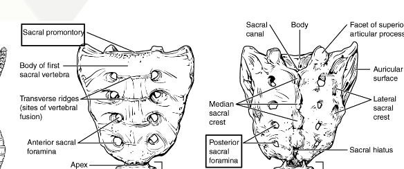 <ul><li><p>5 vertebrae fused into one for adults</p><ul><li><p>Sacral promontory</p></li><li><p>Posterior/Anterior sacral foramina</p></li><li><p>Sacral canal</p></li><li><p>Median sacral crest</p></li><li><p>Lateral sacral crest</p></li><li><p>Auricular surface</p></li><li><p>Sacral hiatus</p></li><li><p>Body</p></li><li><p>Apex</p></li><li><p>Traverse ridges</p></li><li><p>Facet of superior articular process</p></li></ul></li></ul><p></p>