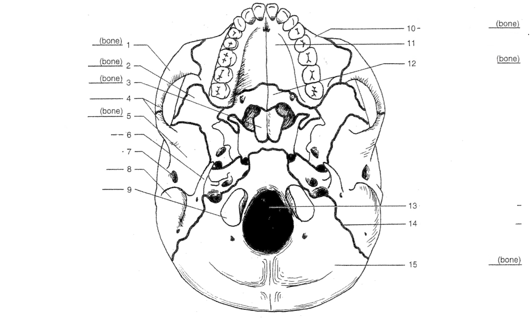 Vomer (bone)