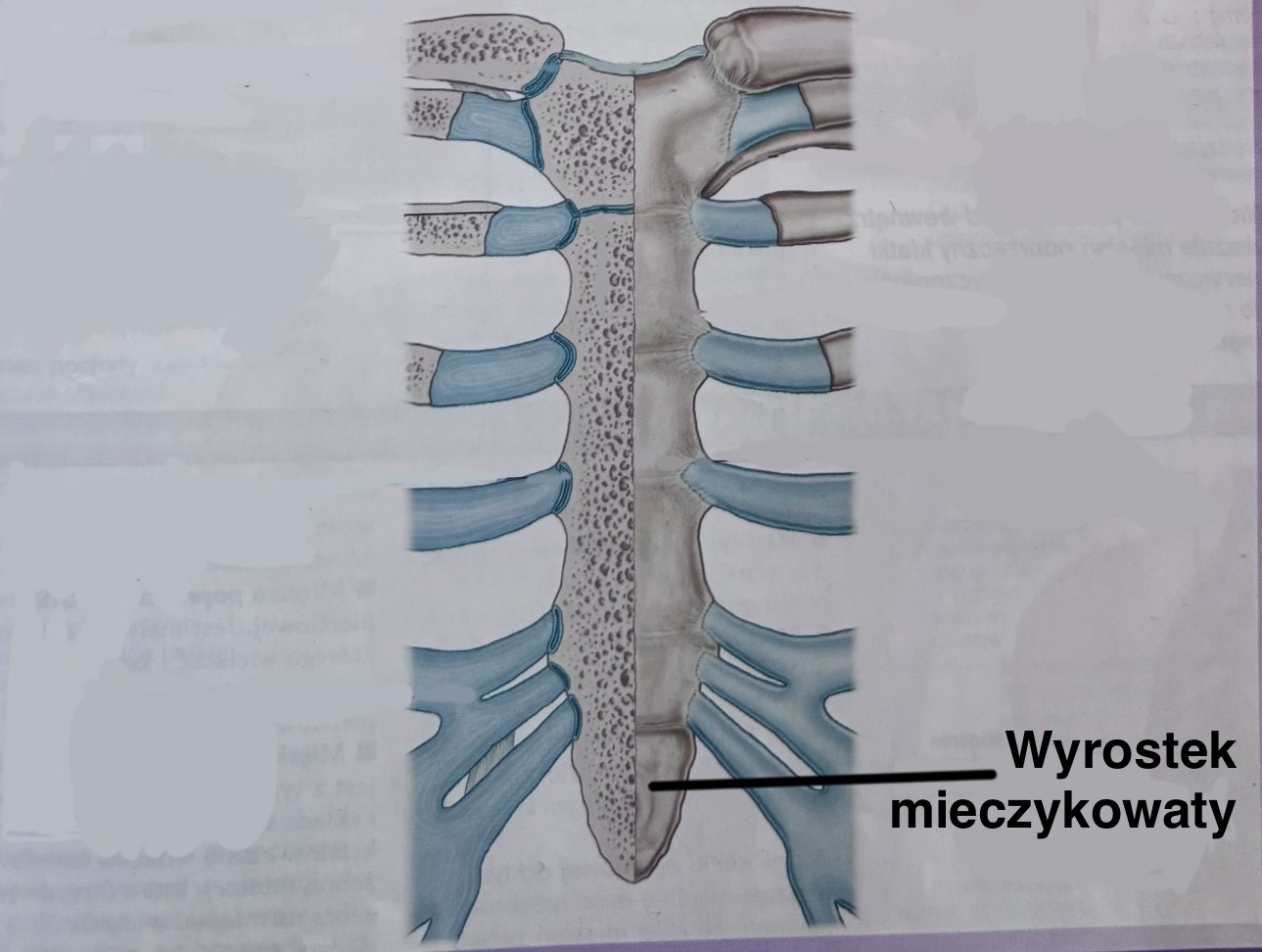 <p>Wyrostek mieczykowaty</p><p>(z opisem)</p>